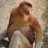 Proboscis Monkey